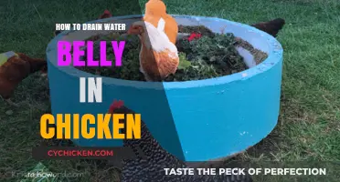 Effective Methods to Drain Water Belly in Chickens Safely