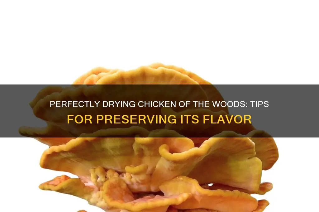 how to dry chicken of the woods