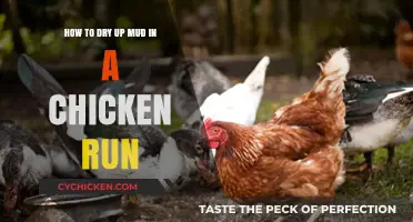 Muddy Chicken Run? Try These Quick-Drying Tips!