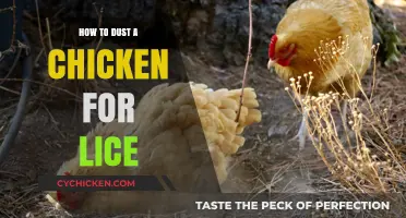 Effective Chicken Lice Treatment: How to Dust Your Flock Safely
