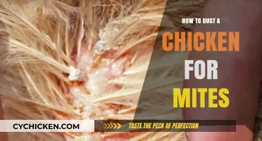 Effective Ways to Dust Your Chicken for Mites and Keep Them Healthy