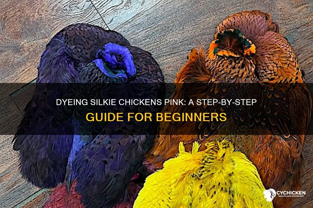 how to dye a silkie chicken pink