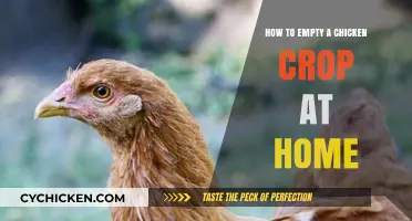 Effective Home Methods to Safely Empty a Chicken's Crop
