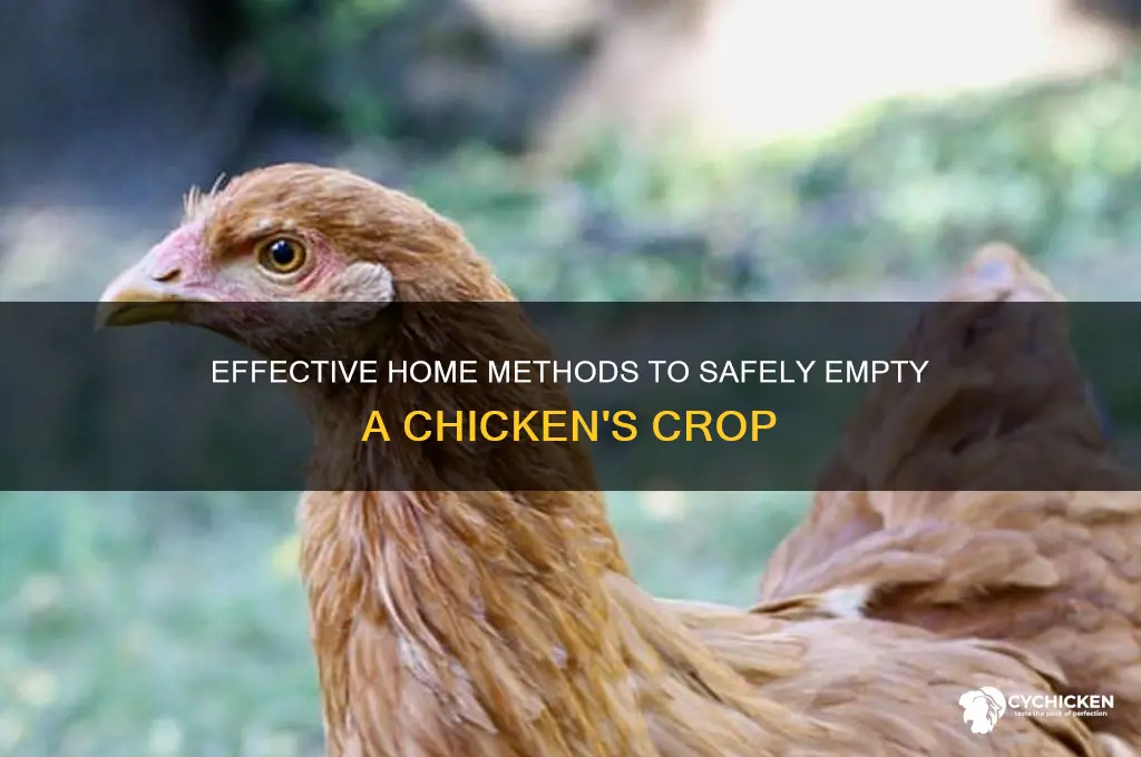 how to empty a chicken crop at home