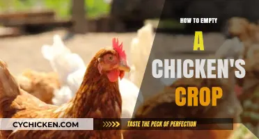 Effective Techniques for Safely Emptying a Chicken's Crop