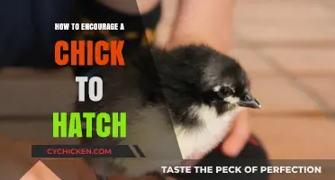 Encouraging Chick Hatching: Gentle Techniques for a Successful Hatch