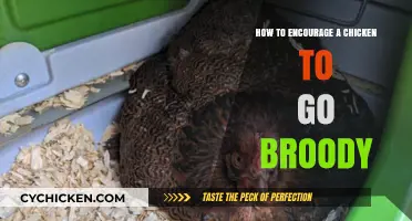 Encouraging Broodiness: Tips to Help Your Chicken Go Broody