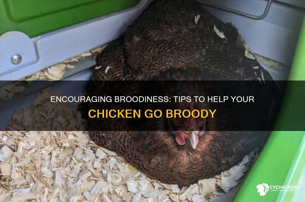 how to encourage a chicken to go broody
