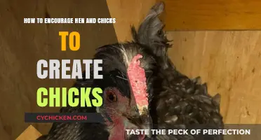 Encouraging Hens: Creating the Perfect Environment for New Chicks