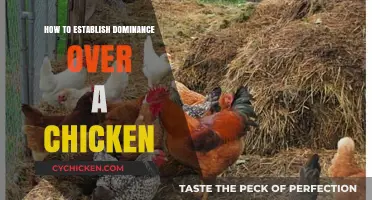 Mastering the Art of Asserting Authority Over Your Backyard Chickens