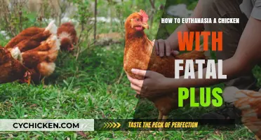 Compassionate Euthanasia for Chickens: Using Fatal-Plus Effectively and Humanely