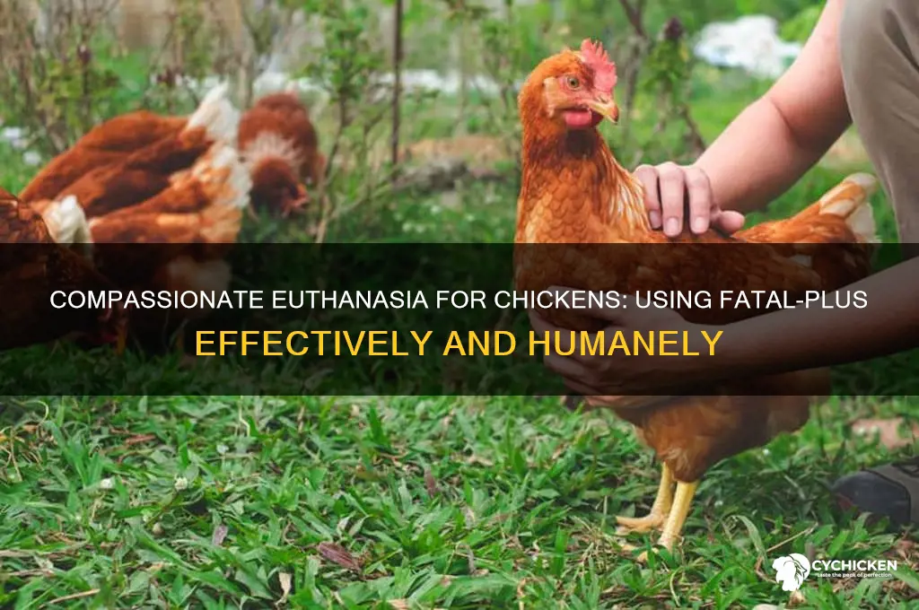 how to euthanasia a chicken with fatal plus