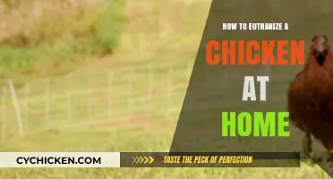Compassionate Chicken Euthanasia: A Step-by-Step Home Guide