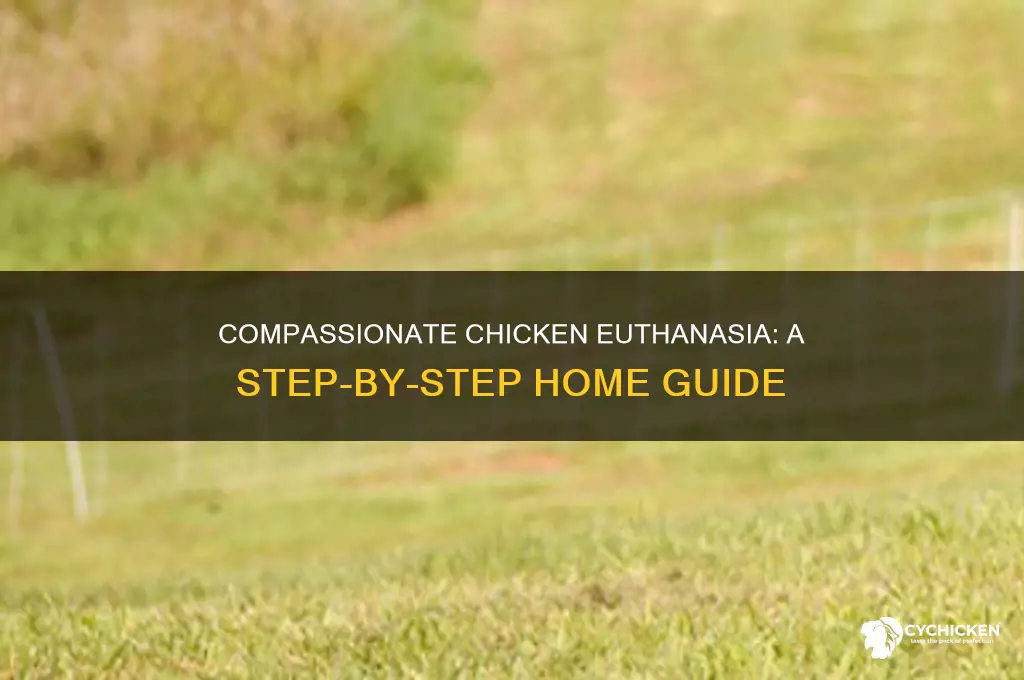 how to euthanize a chicken at home