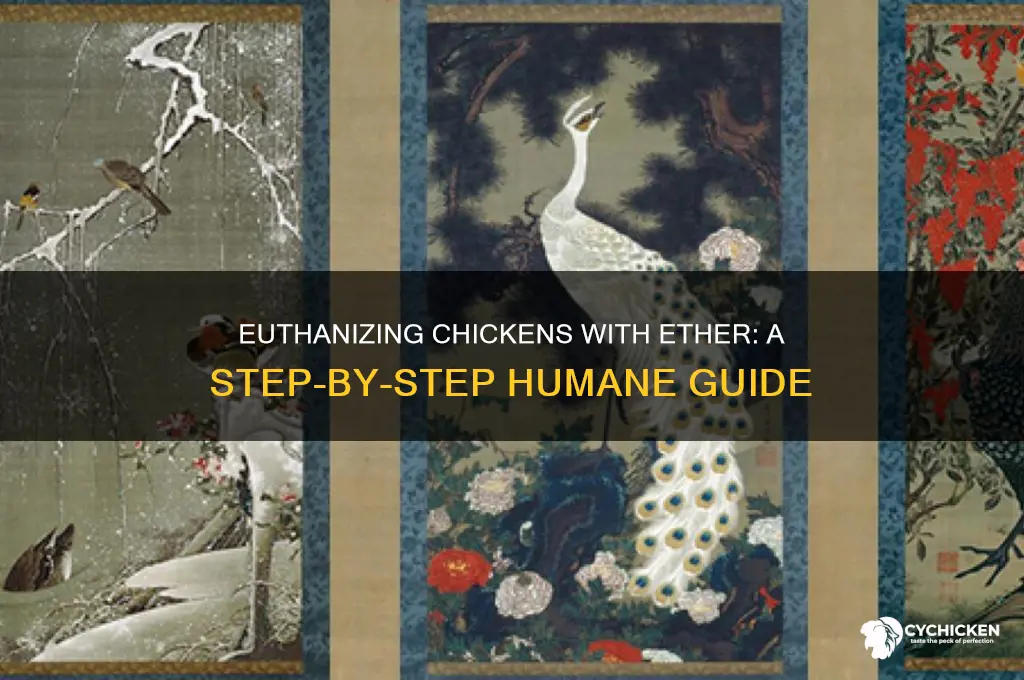 how to euthanize a chicken from ether