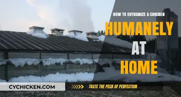 Compassionate Chicken Euthanasia: A Step-by-Step Home Guide