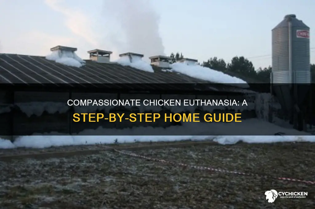 how to euthanize a chicken humanely at home