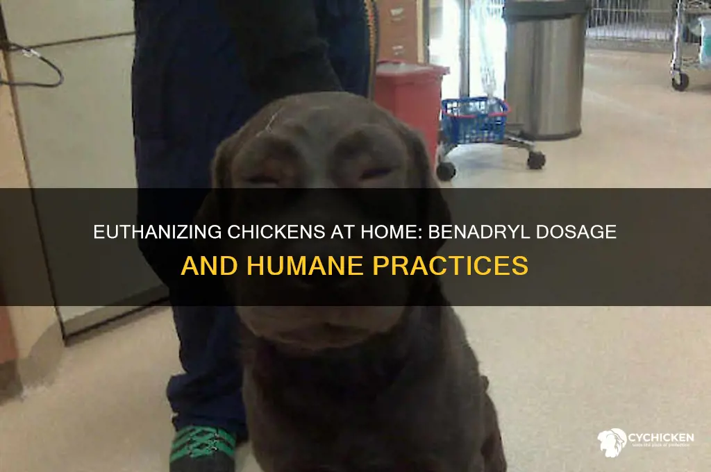 how to euthanize a chicken with benadryl home