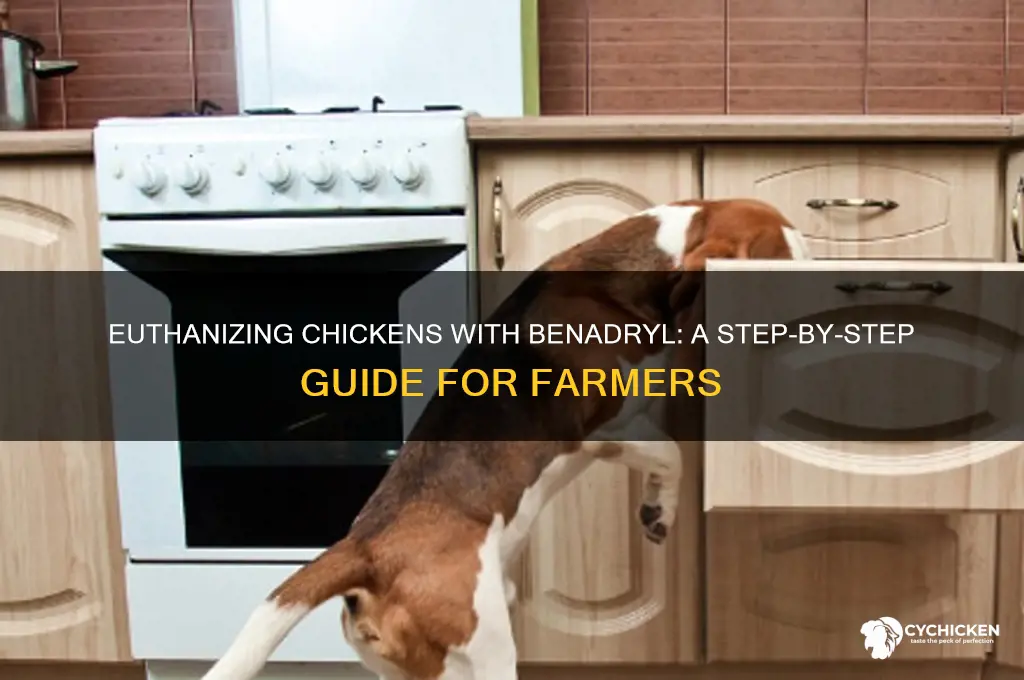 how to euthanize a chicken with benadryl