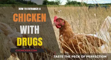 Compassionate Chicken Euthanasia: A Guide to Drug-Assisted Methods