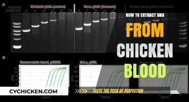 Simple Steps to Extract DNA from Chicken Blood at Home