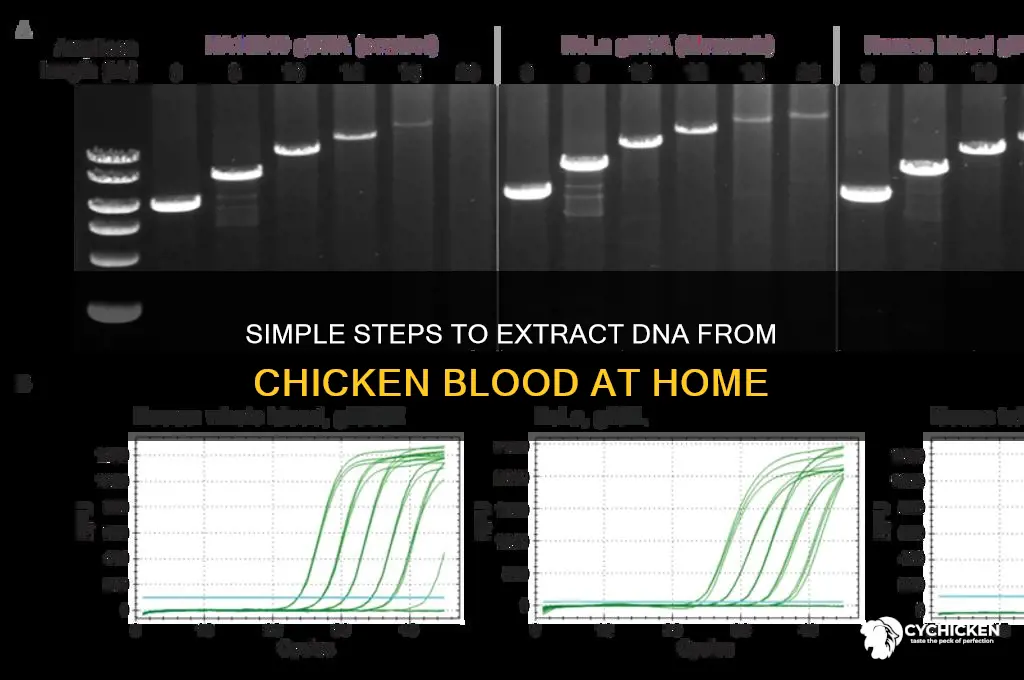 how to extract dna from chicken blood