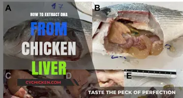 Simple Steps to Extract DNA from Chicken Liver at Home