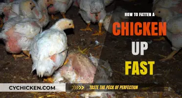 Quick Tips for Rapidly Fattening Chickens: Healthy Weight Gain Strategies