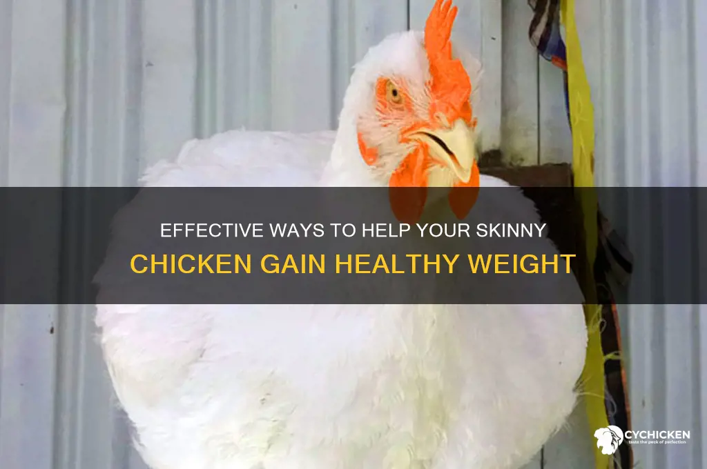 how to fatten up a skinny chicken