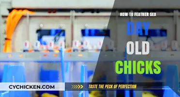 Mastering Feather Sexing: A Guide to Identifying Day-Old Chicks