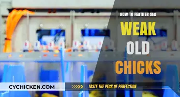 Feather Sexing Techniques for Weak Old Chicks: A Gentle Guide