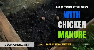 Chicken Manure Magic: Fertilizing Your Veggie Garden