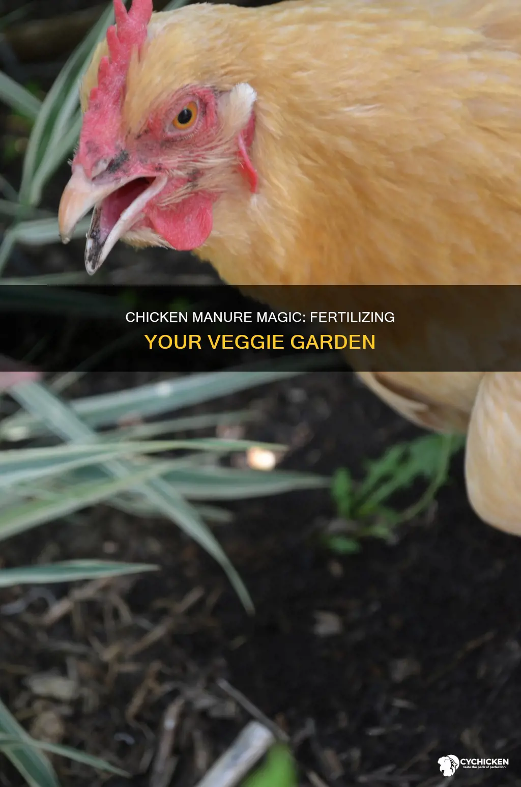 how to fertilize a veggie garden with chicken manure