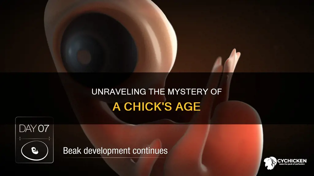 how to figure out th age of a chick embryo