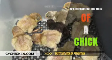 Discovering Your Chick's Breed: A Guide
