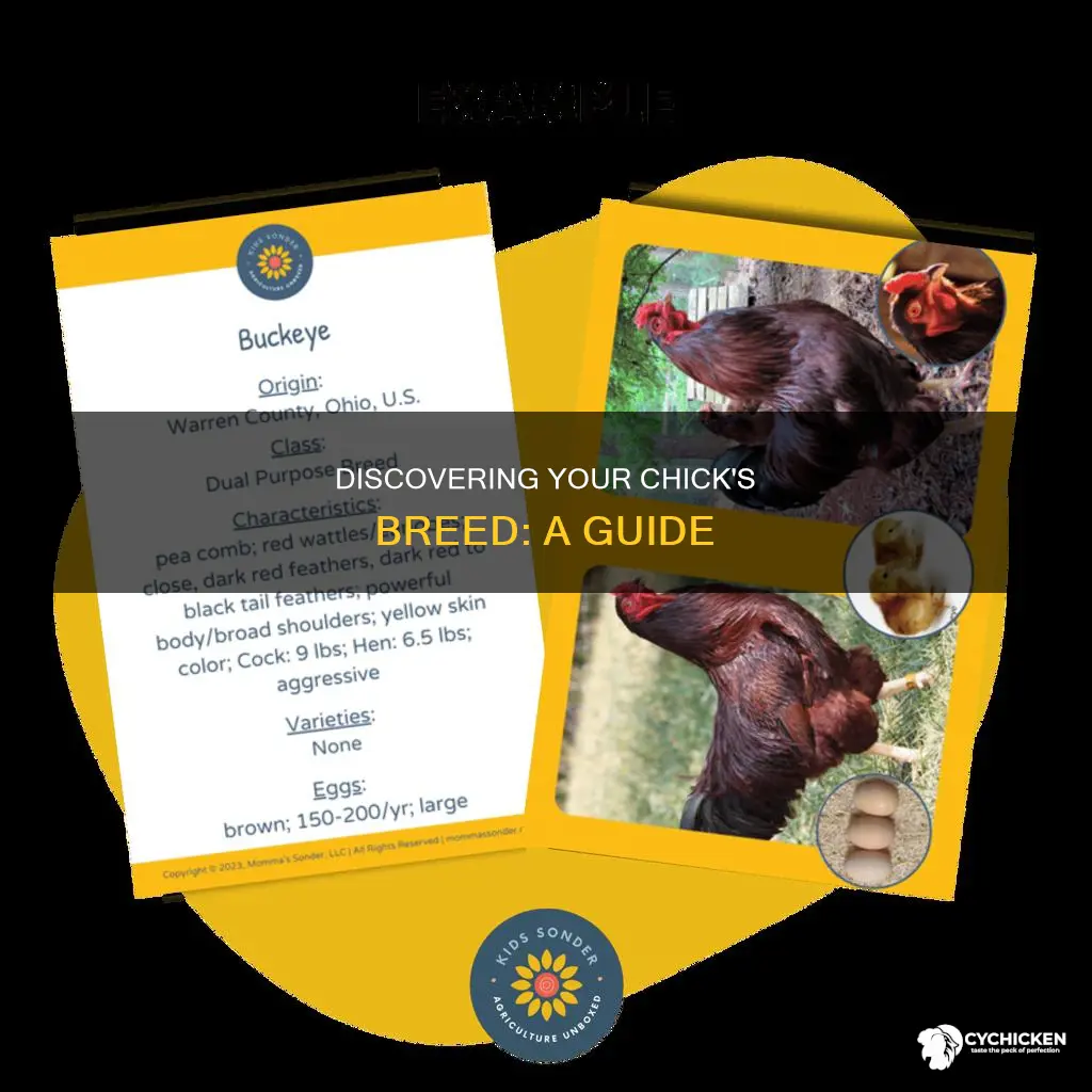 how to figure out the breed of a chick