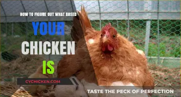 Discovering Your Chicken's Breed: A Guide