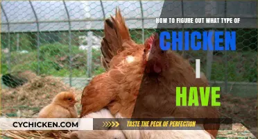 Unraveling the Mystery of Your Chicken's Breed