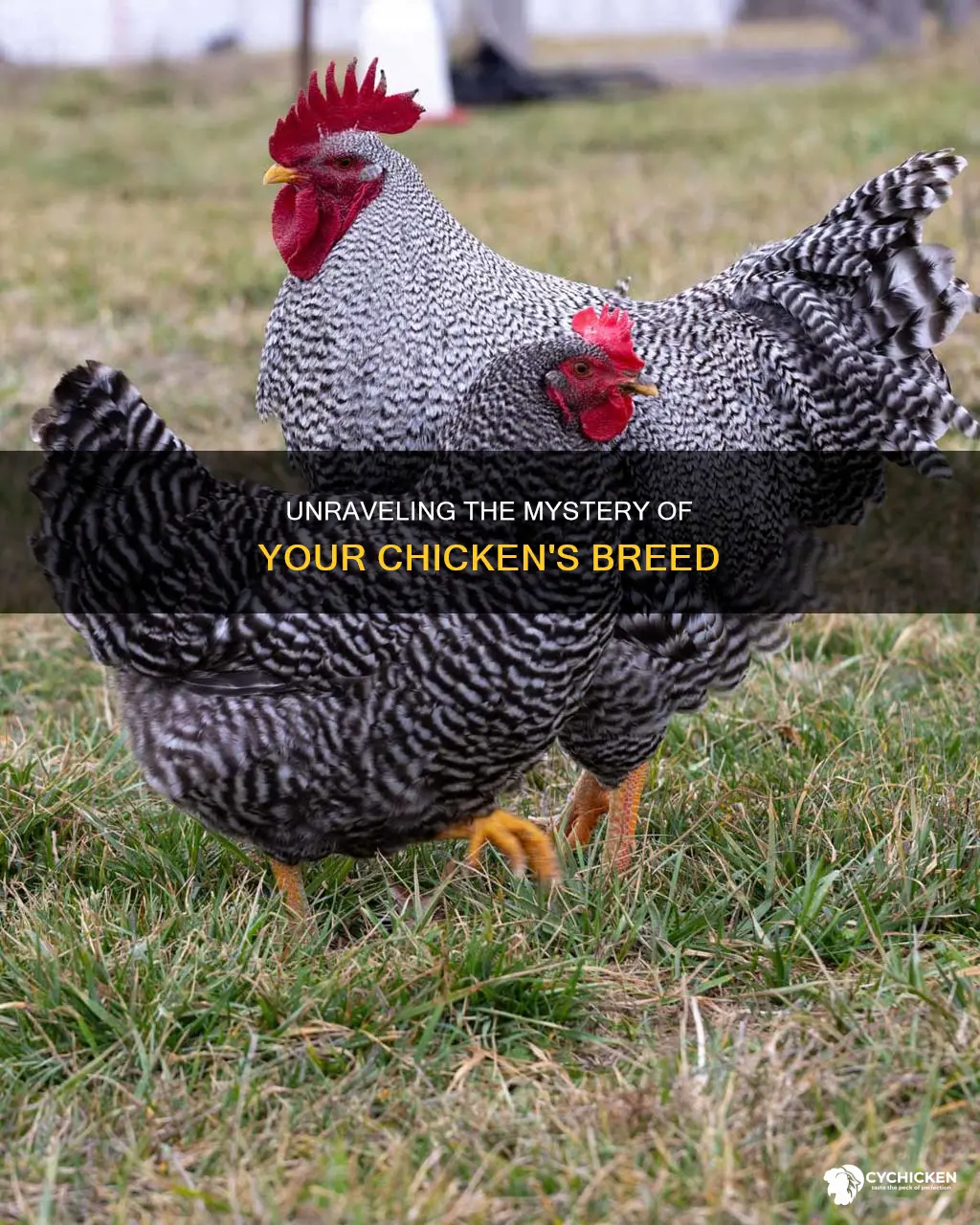how to figure out what type of chicken i have