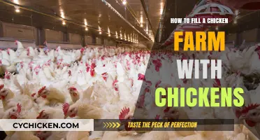 Raising a Flock: A Guide to Populating Your Chicken Farm