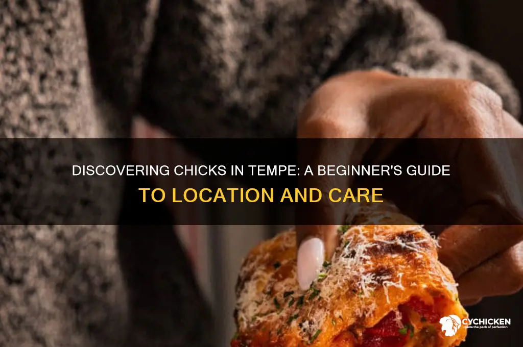 how to find a chick in tempe