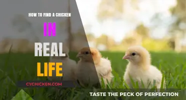 Finding Chickens in Real Life: Tips for Locating Your Feathered Friends