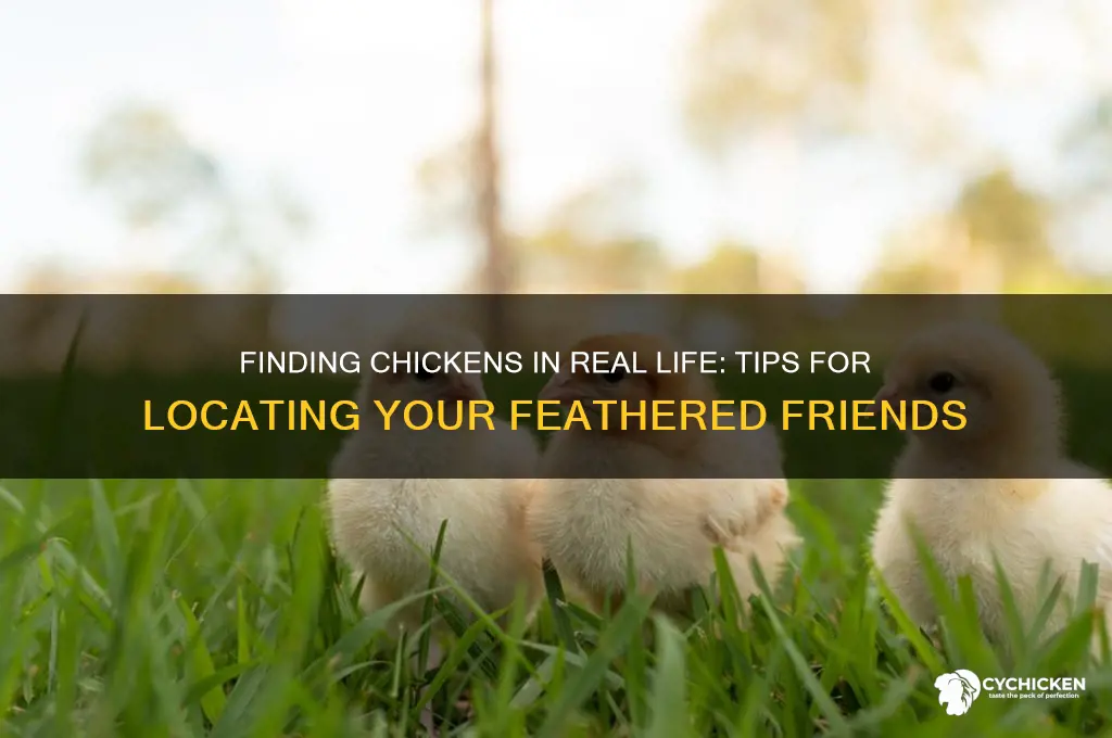 how to find a chicken in real life