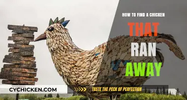 Quick Tips for Locating Your Missing Chicken: A Step-by-Step Guide