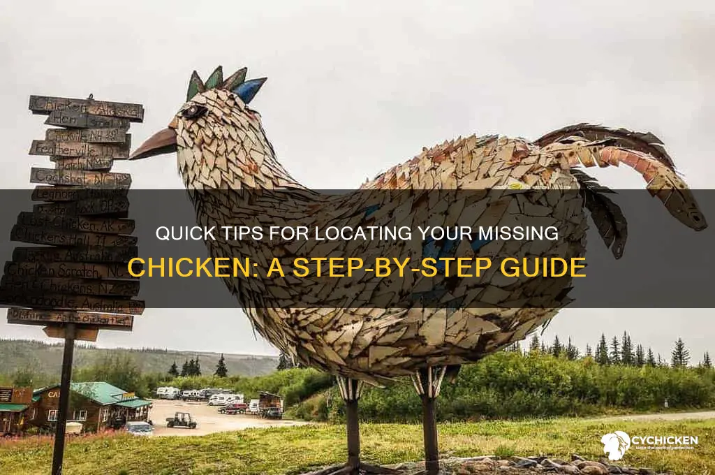 how to find a chicken that ran away