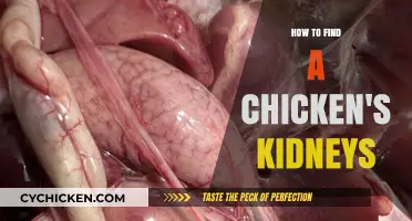 Locating a Chicken's Kidneys: A Step-by-Step Anatomical Guide