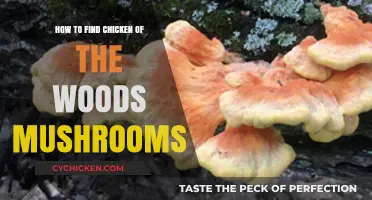 Discovering Chicken of the Woods: A Beginner's Guide to Foraging