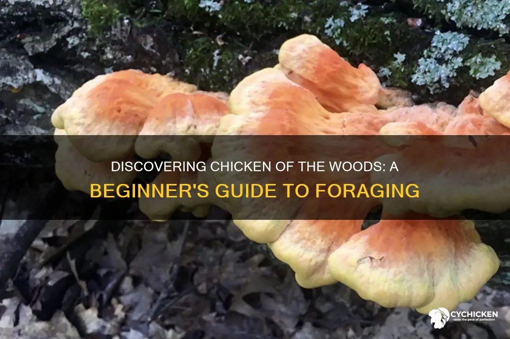 how to find chicken of the woods mushrooms