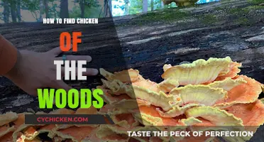 Discovering Chicken of the Woods: Tips for Foraging This Tasty Fungus