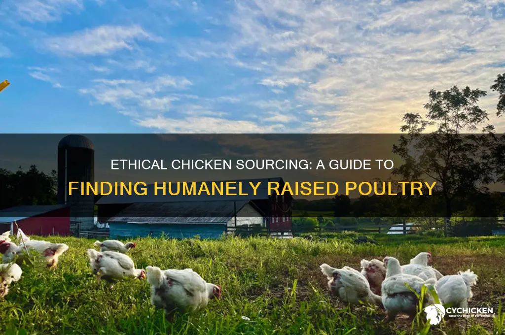 how to find chicken that